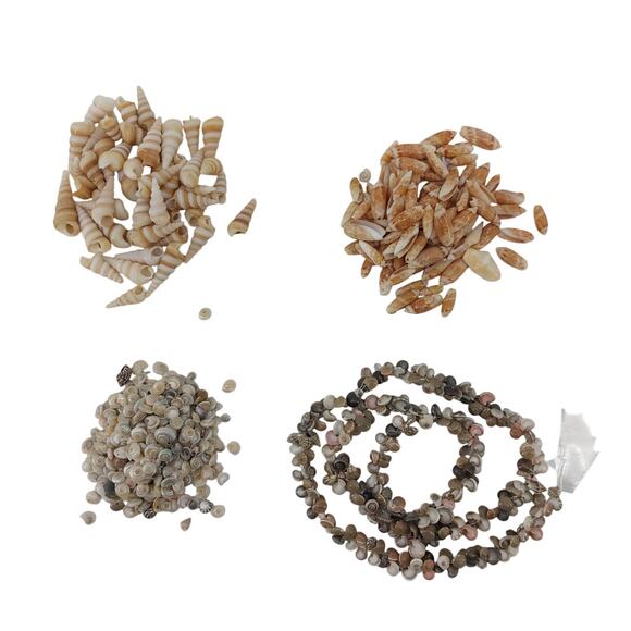 DIY Seashells Crafts Beaded Natural Shells Umbonium Gibbosa - Picture 1 of 13